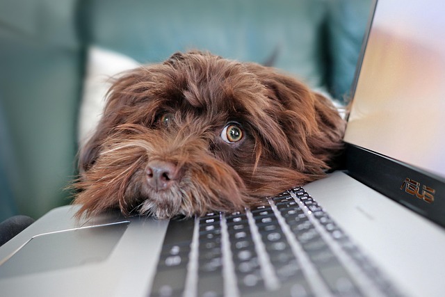 Family gathered around laptop for online webinar about pet emotional health with dog nearby