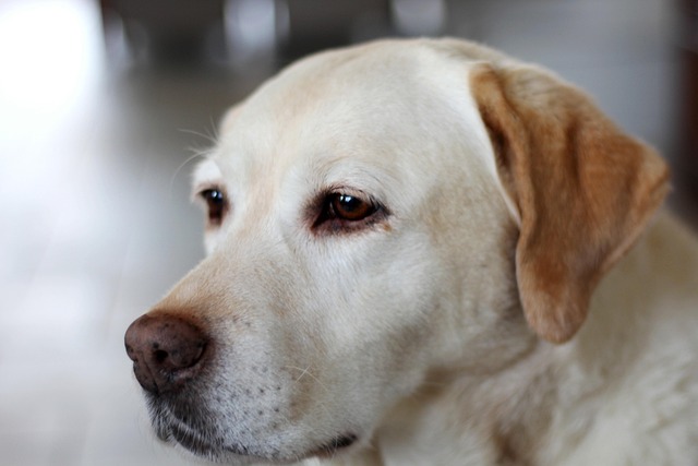 Labrador dog sitting calmly next to a family during a home learning session